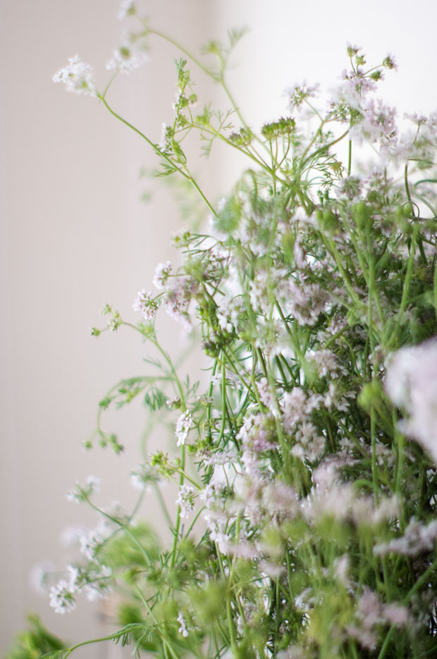 Elderflower Coriander Vodka