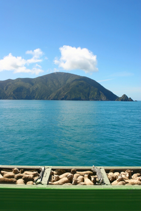 Destination New Zealand