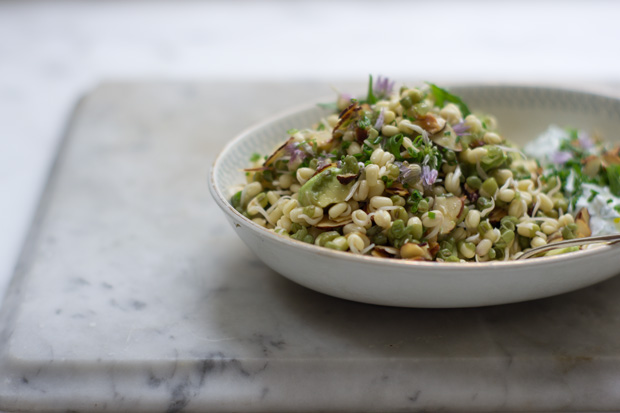 Sprout Salad Recipe