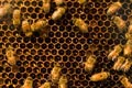 Honey Mania