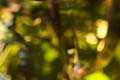 Lemon Verbena Drop