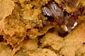 Mesquite Chocolate Chip Cookies