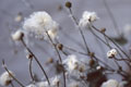 Winter Favorites 2009