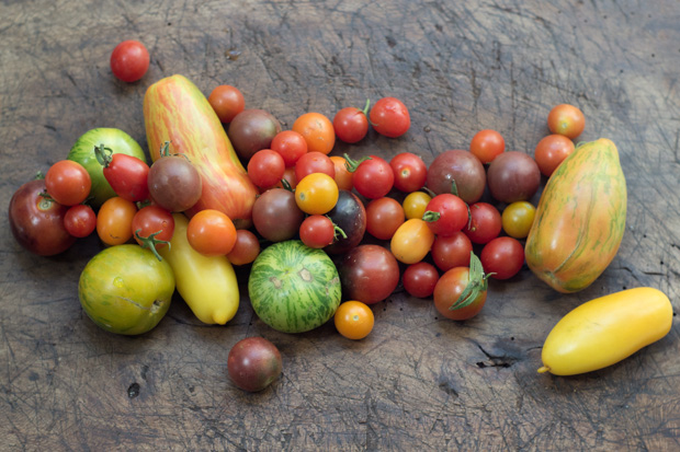 Tomato Salad Recipe