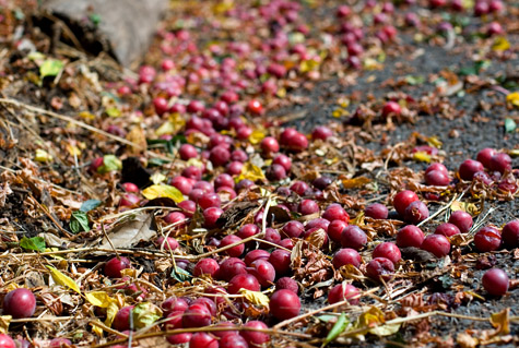 Cherry Cobbler Recipe