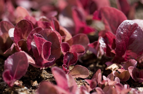 Herb Salad Recipe